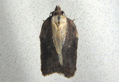 3542 - Acleris flavivittana; Masked Leafroller