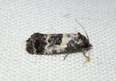 3839 - Rudenia leguminana; Black-tipped Rudenia Moth