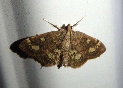 4953.1 - Anania plectilis; Crambid Snout Moth species