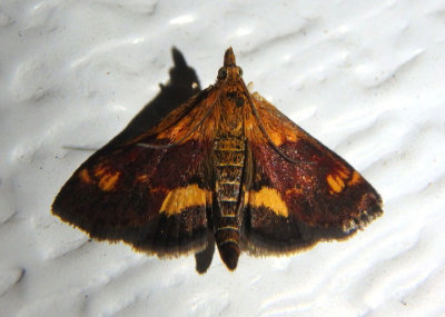 5058 - Pyrausta orphisalis; Orange Mint Moth
