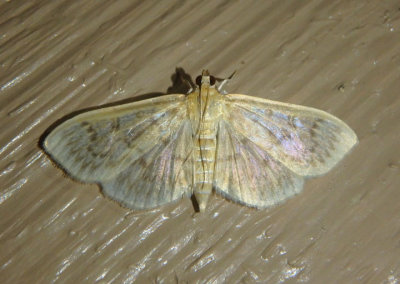 5275 - Herpetogramma pertextalis; Bold-feathered Grass Moth