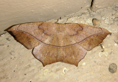 6982 - Prochoerodes lineola; Large Maple Spanworm Moth