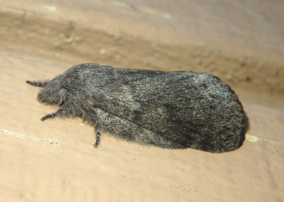 7685 - Heteropacha rileyana; Riley's Lappet Moth