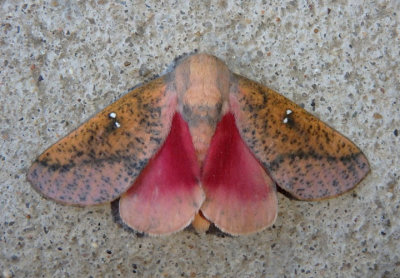 7709 - Sphingicampa bicolor; Honey Locust Moth