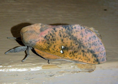 7709 - Sphingicampa bicolor; Honey Locust Moth