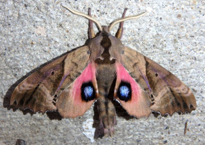 7824 - Paonia sexcaecata; Blinded Sphinx
