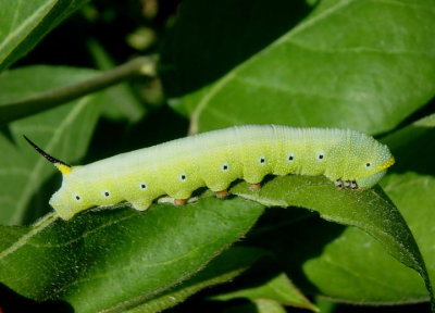 7855 - Hemaris diffinis; Snowberry Clearwing caterpillar