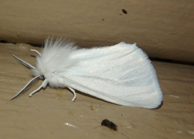 8133 - Spilosoma latipennis; Pink-legged Tiger Moth