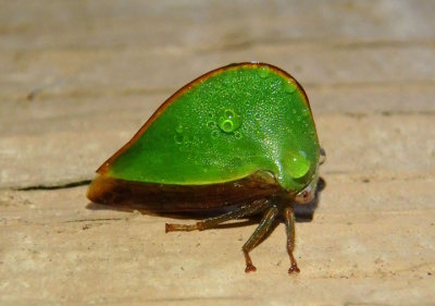 Archasia belfragei; Treehopper species