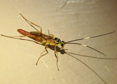 Atrophini Ichneumon Wasp species; male