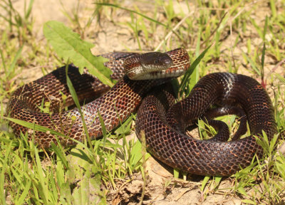 Western Rat Snake