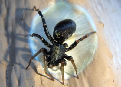 Castianeira longipalpa; Ground Sac Spider species