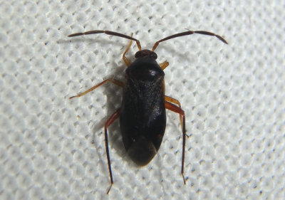 Ceratocapsus nigellus; Plant Bug species