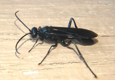 Chalybion californicum; Blue Mud Wasp; male