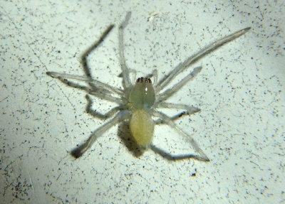Cheiracanthium mildei; Long-legged Sac Spider species
