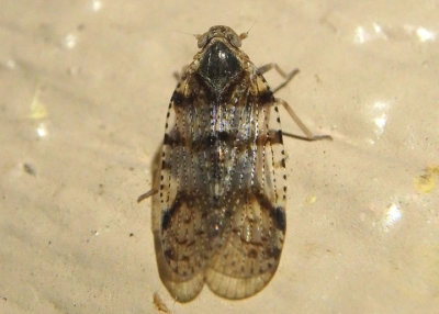 Cixius nervosus; Cixiid Planthopper species