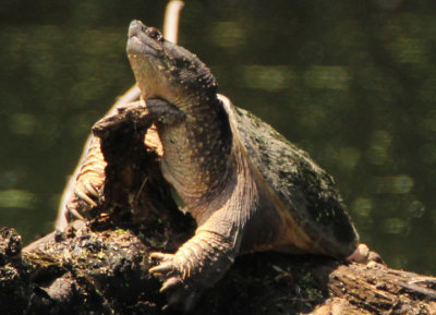 Common Snapping Turtle