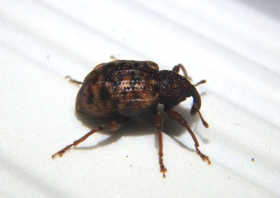 Conotrachelus geminatus; Weevil species