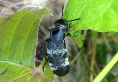 Creophilus maxillosus; Hairy Rove Beetle