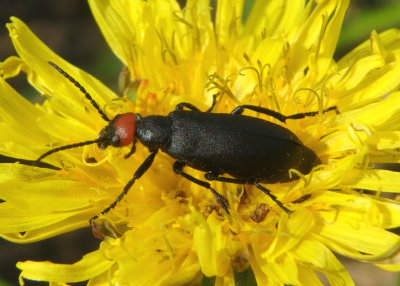 Epicauta atrata; Blister Beetle species