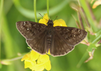 Erynnis horatius; Horace's Duskywing; male