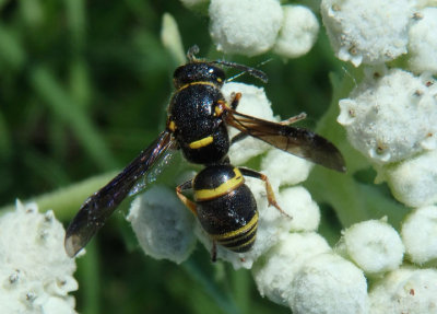 Euodynerus foraminatus; Mason Wasp species