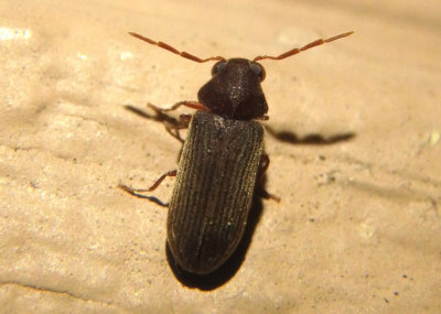 Hemicoelus carinatus; Eastern Deathwatch Beetle