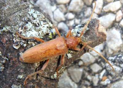 Hesperophanes pubescens; Longhorned Beetle species