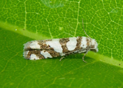 3009 - Pelochrista robinsonana; Robinson's Pelochrista Moth