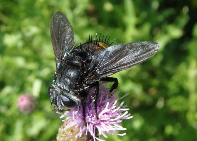 Belvosia borealis; Tachinid Fly species