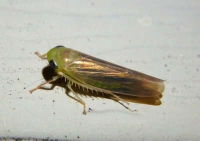 Chlorotettix tergatus; Leafhopper species