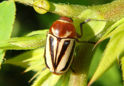 Cryptocephalus calidus; Case-bearing Leaf Beetle species
