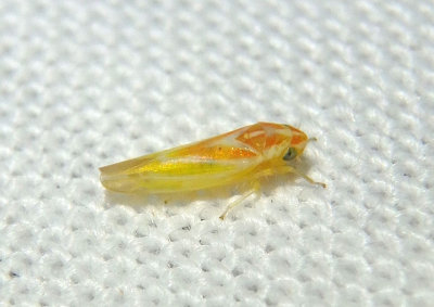 Erythridula diffisa; Leafhopper species