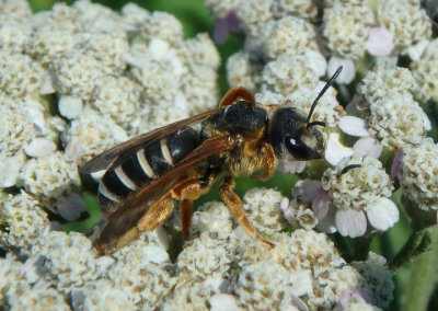 Halictus parallelus; Sweat Bee species; female