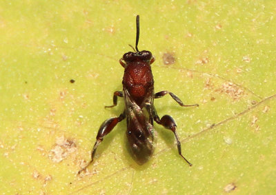 Hockeria Chalcid Wasp species