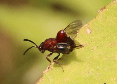 Hockeria Chalcid Wasp species