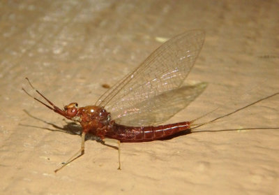 Isonychia Brushlegged Mayfly species