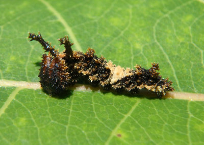 Limenitis archippus archippus; Viceroy caterpillar