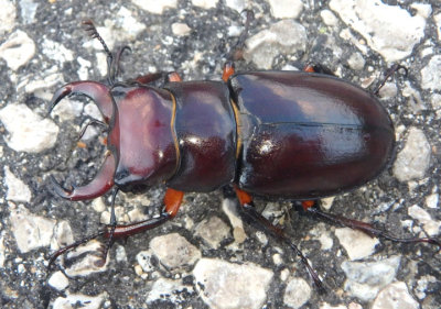 Lucanus capreolus; Reddish-brown Stag Beetle; male
