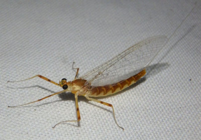 Heptagenia flavescens; Flatheaded Mayfly species; female