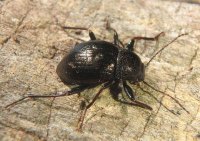 Meracantha contracta; Darkling Beetle species