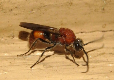 Timulla subhyalina; Velvet Ant species; male