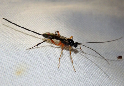 Macrocentrus aegeriae; Braconid Wasp species; female