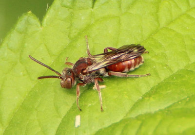 Nomada erigeronis complex; Cuckoo Bee species