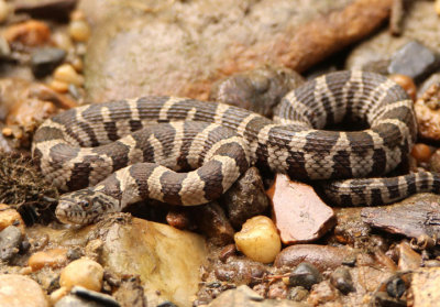 Northern Water Snake; juvenile
