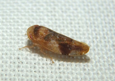 Norvellina chenopodii; Leafhopper species