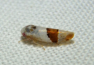 Norvellina seminuda; Leafhopper species
