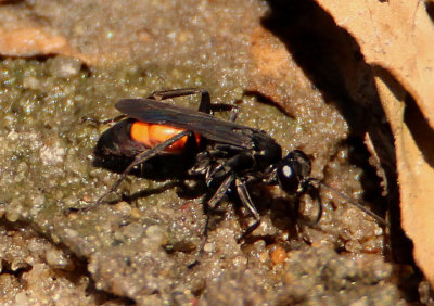 Palmodes dimidiatus; Thread-waisted Wasp species