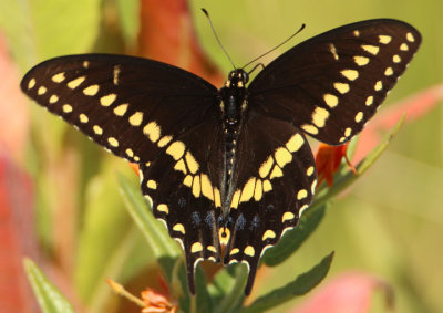 Papilio polyxenes; Black Swallowtail; male