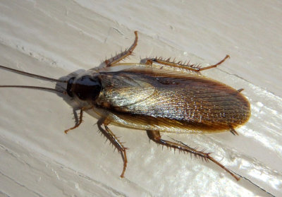 Parcoblatta pennsylvanica; Pennsylvania Wood Cockroach; male